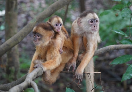 Familia de monos capuchinos