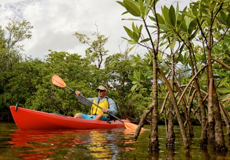 Kayak en manglares
