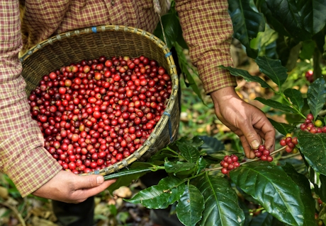 Cosecha de café